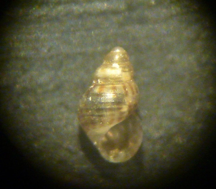 Crisilla pseudocingulata?